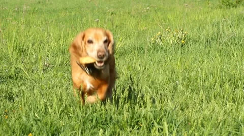 Runing Cocker Spaniel Stock Footage 22215283