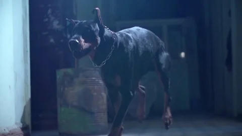 Runing doberman Stock Footage 76360796