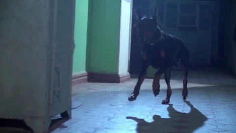 Runing doberman Stock Footage 76360802