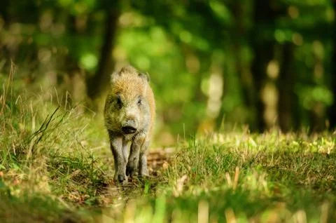 Runing wild boar in colorfull forestfrom front view Stock Photos