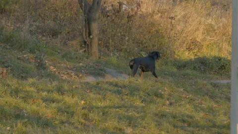 RuningDog 스톡 동영상 165397175