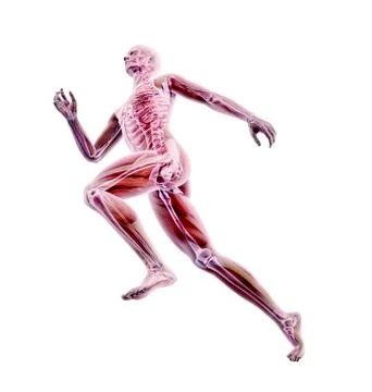 Runner, artwork Stock Illustration