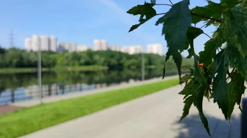 A runner on the background of a green tree branch in a Park near the river Stock Footage 133652933