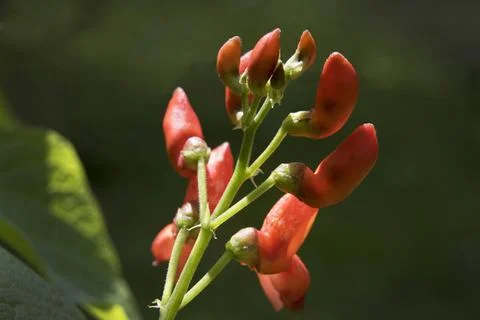 Runner bean flower Stock Photos
