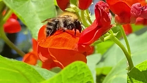 RUNNER BEAN FLOWERS BEING POLLINATED BY INSECT Stock-Footage 328646389