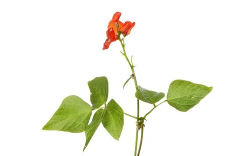 Runner bean flowers Stock Photos