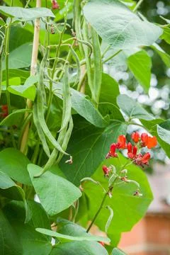 Runner bean plant with beans and flowers in UK vegetable garden Stock Photos