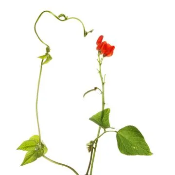 Runner bean plant Stock Photos