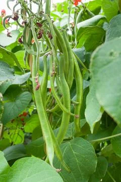 Runner bean plants growing in a vegetable garden, UK Stock Photos
