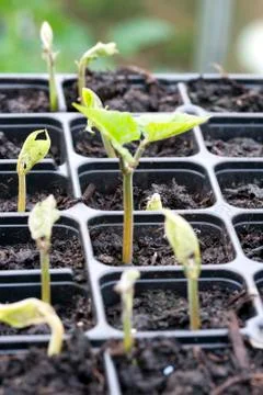 Runner bean seedlings emerging Stock Photos