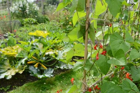 Runner bean vines in a vegetable garden, courgettes beyond Stock Photos