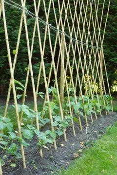 Runner beans on bamboo canes Stock Photos