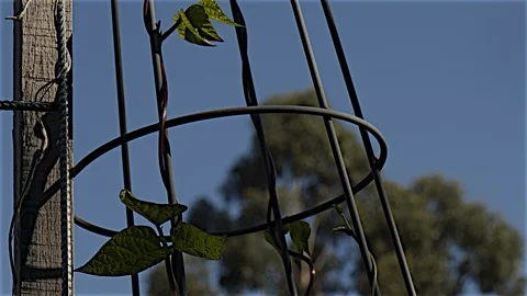 Runner Beans climbing frame Stock Footage 116422750