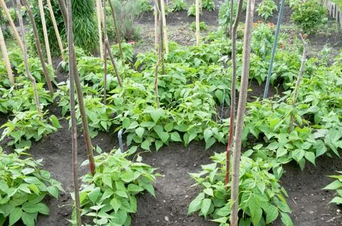 Runner beans on a patch Foto stock