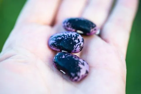 Runner beans,  Phaseolus lying on the hand Stock Photos