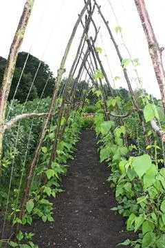 Runner Beans. Stock Photos