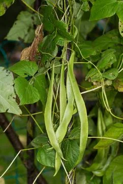 Runner beans on plant Foto stock