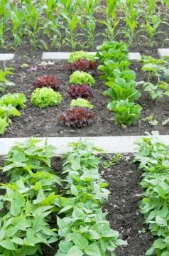 Runner beans,corn and lettuce on a patch Stock Photos