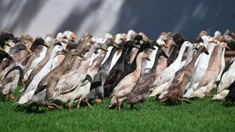 Runner Ducks in Vineyard Pest Control at Vergenoegd Wine Estate, Cape Town Stock Footage 337437159