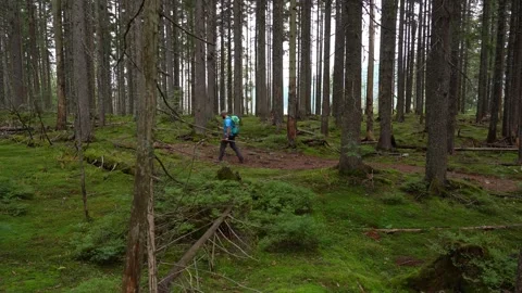 Runner explores lush forest trail surrounded by tall trees Stock Footage 316763332