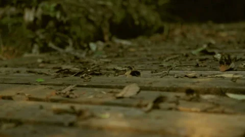 Runner forest 库存影片 33420442