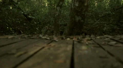 Runner forest 库存影片 33420663