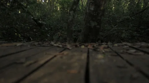 Runner forest Stock-Footage 33420673