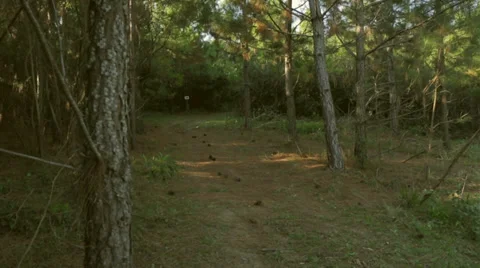 Runner forest Stock-Footage 33420775