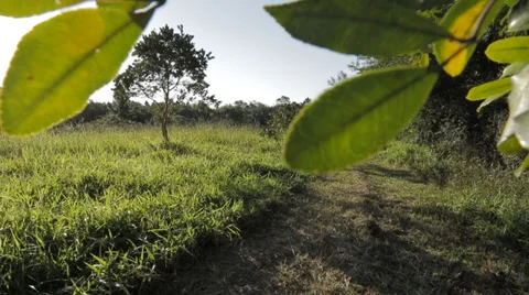 Runner forest Stock Footage 33420783