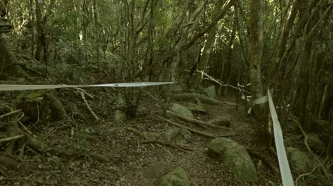 Runner forest Stock-Footage 33421024