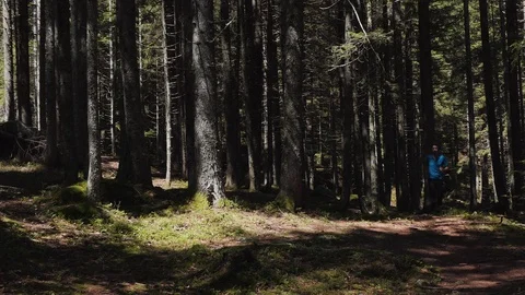 Runner in the forest Video stock 114176493