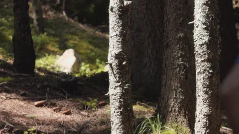 Runner in the forest Stock Footage 114177019