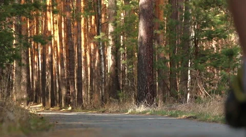 Runner on a forest path on a sunny day Stock Footage 49778906