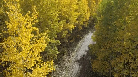 Runner jogs down dirt road in yellow aspen grove - Colorado Rockies Stock Footage 107810013