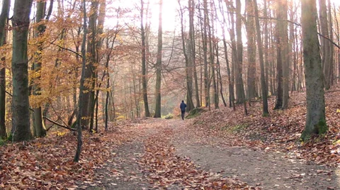 Runner in the park. Stock Footage 33456624