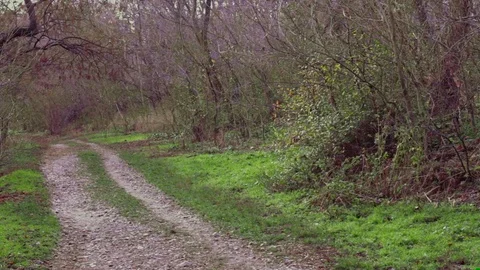 Runner in the park Stock Footage 84992682