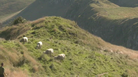 Runner past sheep Stock Footage 626190