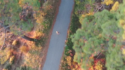 Runner running forest followed by drone Stock Footage 163717179