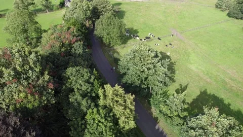 Runner running past dairy cows in England by drone Stock Footage 292008536
