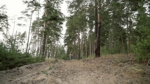 A runner runs through a pine forest. Stock Footage 81133402