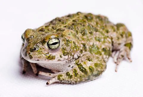 Runner toad Stock Photos