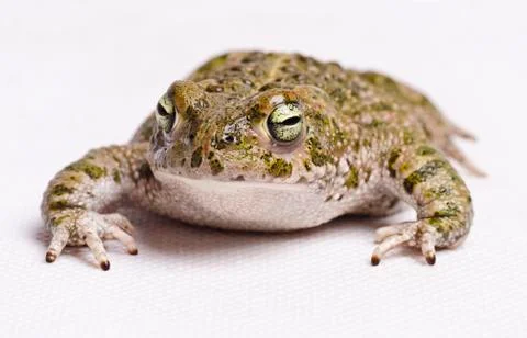 Runner toad Stock Photos