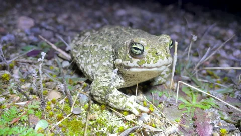 Runner toad, a species of frog in the Bufonidae family Stock Footage 165235456