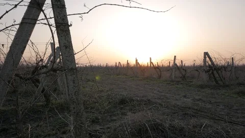 Runner training in fields Stock Footage 91177593