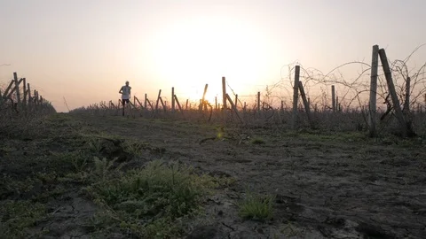 Runner training in fields Stock Footage 91177600