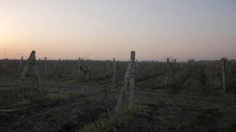 Runner training in fields Stock Footage 91177617