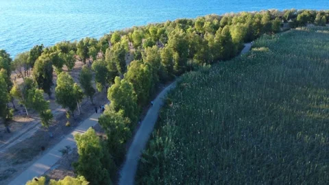 Runner Training Through a Coastal Park with Tall Trees in Greece 스톡 동영상 317913809