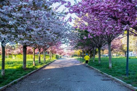 Runner unrecognisable in a trees blossom path line. Stock Photos