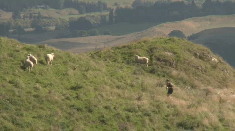 Runner uphill passes sheep Stock Footage 625591