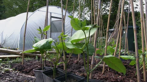Runners beans growing in front of a polytunnel Stock Footage 23256760